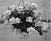 Pelargonium%20peltatum%20%27Guigloria%27