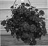 Pelargonium%20peltatum%20%27Guitroika%27