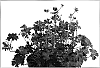 Geranium%20cinereum%20%27Indy%20Red%27