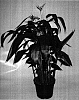 Heliconia%20psittacorum%20%27Lars%27