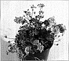 Geranium%20cinereum%20%27Alicelo%27