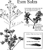 Limonium%20sinense%20%27Esm%20Salm%27