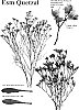 Limonium%20sinense%20%27Esm%20Quetzal%27