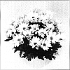 Chrysanthemum%20morifolium%20%27Letitia%20Time%20Improved%27