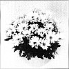 Chrysanthemum%20morifolium%20%27Letitia%20Time%20Improved%27