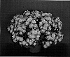 Chrysanthemum%20x%20morifolium%20%27Dark%20Bronze%20Cherie%27