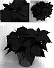 Euphorbia%20pulcherrima%20Wild.%20%27PER11403%27