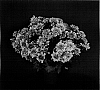 Chrysanthemum%20x%20morifolium%20%27Yomarquette%27