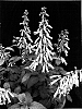 Phygelius%20aequalis%20%27CROSNOQUE%27