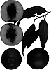 Prunus%20persica%20var.%20nucipersica%20%27Cascade%27