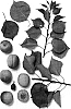 Prunus%20armeniaca%20%27GA%2010F%27