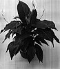 Spathiphyllum%20Schott%20%27Sweet%20Roberta%27