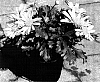 Euryops%20anthanasiae%20%27Straesun%27