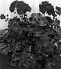 Pelargonium%20x%20hortorum%20%27Pacfox%27