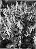 Phygelius%20aequalis%20%27CROYELSOV%27