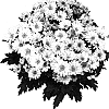 Chrysanthemum%20morifolium%20%27GG%20GOSUN%2005%27