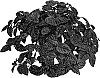 Hemigraphis%20alternata%20%27ATN%20IM%205%27