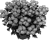 Chrysanthemum%20morifoluim%20%27GG%20GOFRT%2005%27