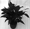 Spathiphyllum%20Schott%20%27Sweet%20Silvio%27