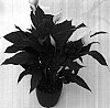 Spathiphyllum%20Schott%20%27Sweet%20Silvio%27