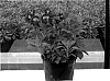 Alstroemeria%20%27Konpulse%27