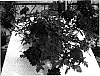 Verbena%20hybrida%20%27Rap%20Viotwo%27