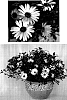 Osteospermum%20ecklonis%20%27Sunny%20Dark%20Amanda%27