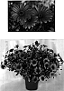 Osteospermum%20ecklonis%20%27Sunny%20Davina%27