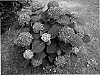 Hydrangea%20macrophylla%20%27Hopcorn%27