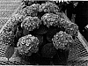 Hydrangea%20macrophylla%20%27RIE%2006%27