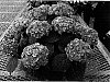 Hydrangea%20macrophylla%20%27RIE%2006%27