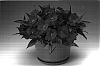Impatiens%20hawkeri%20%27Ingcarreb%27