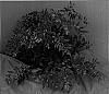 Leucothoe%20fontanesiana%20%27HOWW%27