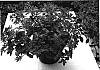 Calibrachoa%20sp.%20%27Cal%20Bulrose%27