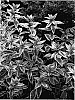 Oenothera%20Sp.%20%27LISHAL%27