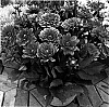 Dahlia%20hybrida%20%27Melody%20Fanfare%27