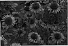 Echinacea%20purpurea%20%27Mars%27