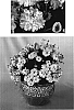 Argyranthemum%20frutescens%20%27Cotton%20Candy%27