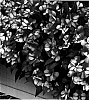 Impatiens%20hawkeri%20%27KLENI05081%27