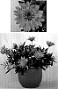 Gazania%20hybrida%20%27Suga119%27