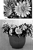 Gazania%20hybrida%20%27Suga111%27