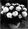 Dahlia%20hybrida%20%27Melody%20Harmony%27