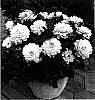 Dahlia%20hybrida%20%27Melody%20Harmony%27