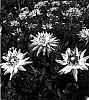 Dahlia%20hybrida%20%27Karma%20Pink%20Corona%27