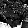 Impatiens%20hawkeri%20%27KLENI05085%27