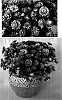 Argyranthemum%20frutescens%20%27Supa930%27