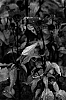 Echinacea%20purpurea%20%27Fatal%20Attraction%27