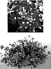 Verbena%20hybrida%20%27USBENA6201%27