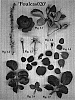 Rosa%20hybrida%20%27Poulcas020%27