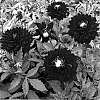 Dahlia%20hybrida%20%27Karma%20Royal%20Sea%27